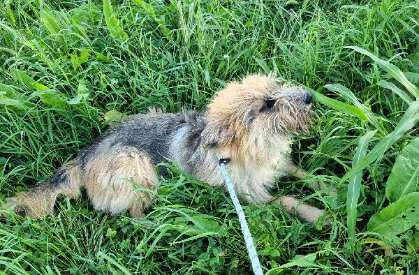 SPANK PASTORE DI BRIE Foto 6